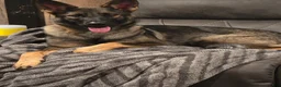 German Shepherd dogs for sale: Emily (Purple Collar Female)  - Ad 6