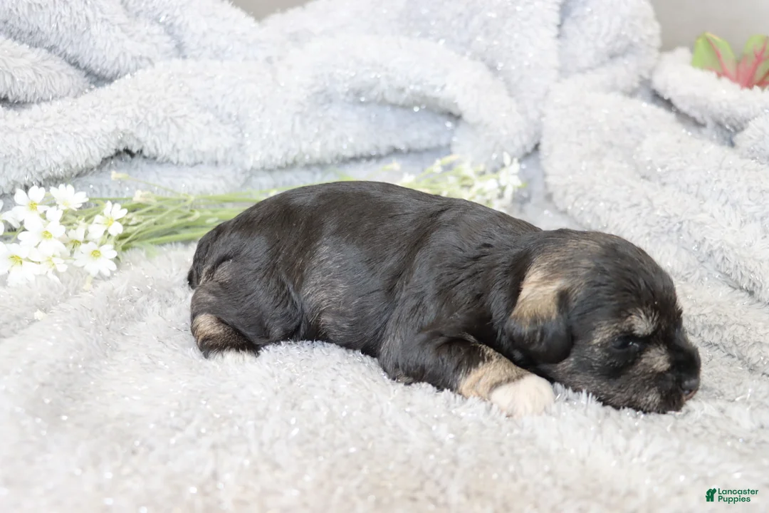 Miniature Schnauzer dogs for sale: Twila - Ad 2