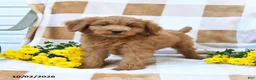 Mini Goldendoodle dogs for sale: Jared - Ad 8