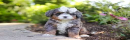 Mini Bernedoodle dogs for sale: Sadie - Ad 1