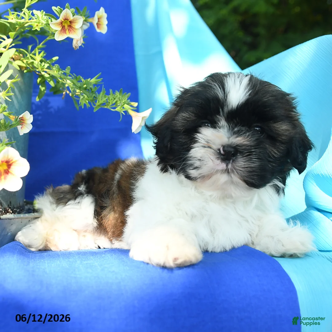 Shih Tzu dogs for sale: Conrad - Ad 5