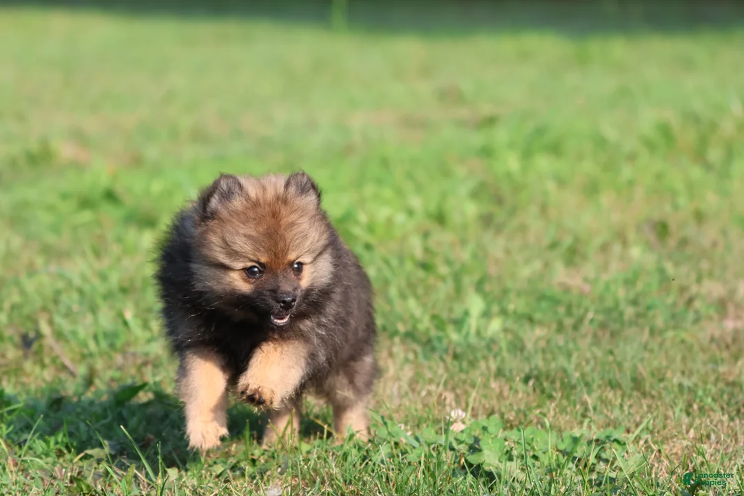 Pomeranian dogs for sale: Sable - Ad 1