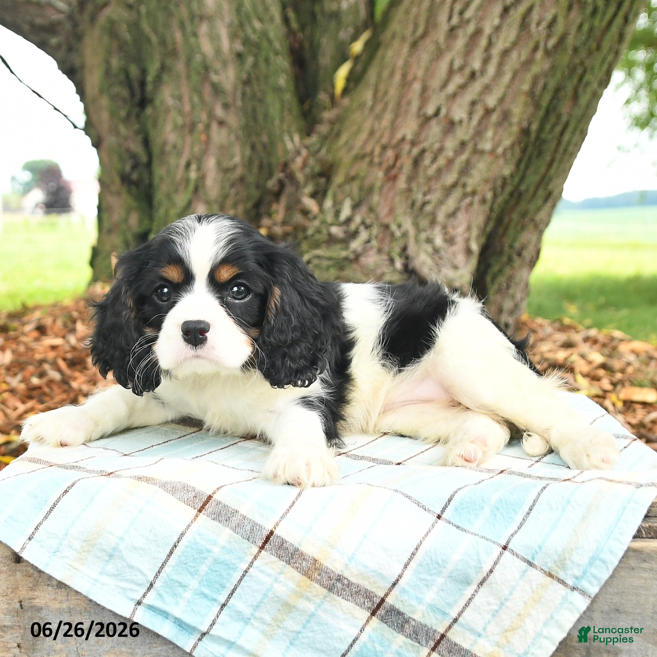Cavalier King Charles Spaniel dogs Kassie - Ad 2