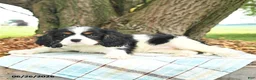 Cavalier King Charles Spaniel dogs for sale: Kassie - Ad 2