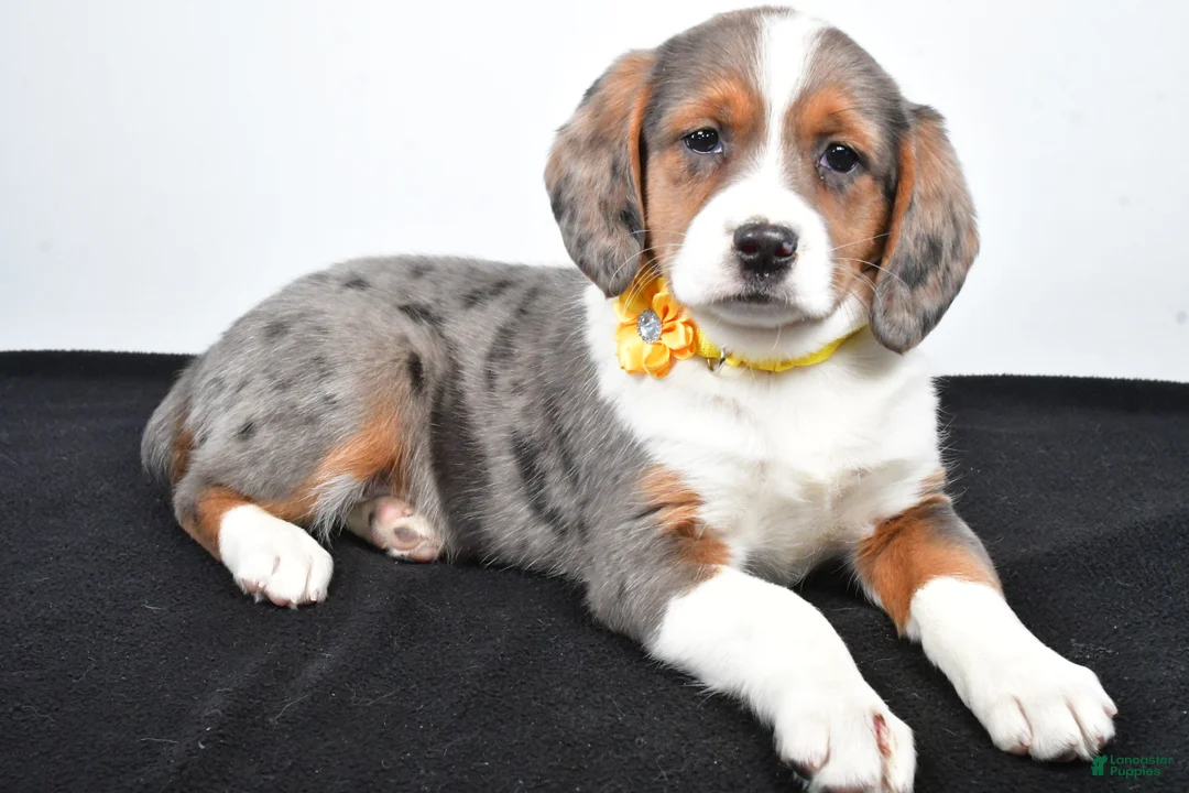 Mixed Breed dogs for sale: Tula - Ad 1