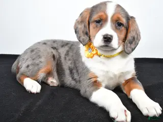 Mixed Breed dogs Tula - Ad 5