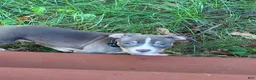 American Bully dogs for sale: Kash  - Ad 1