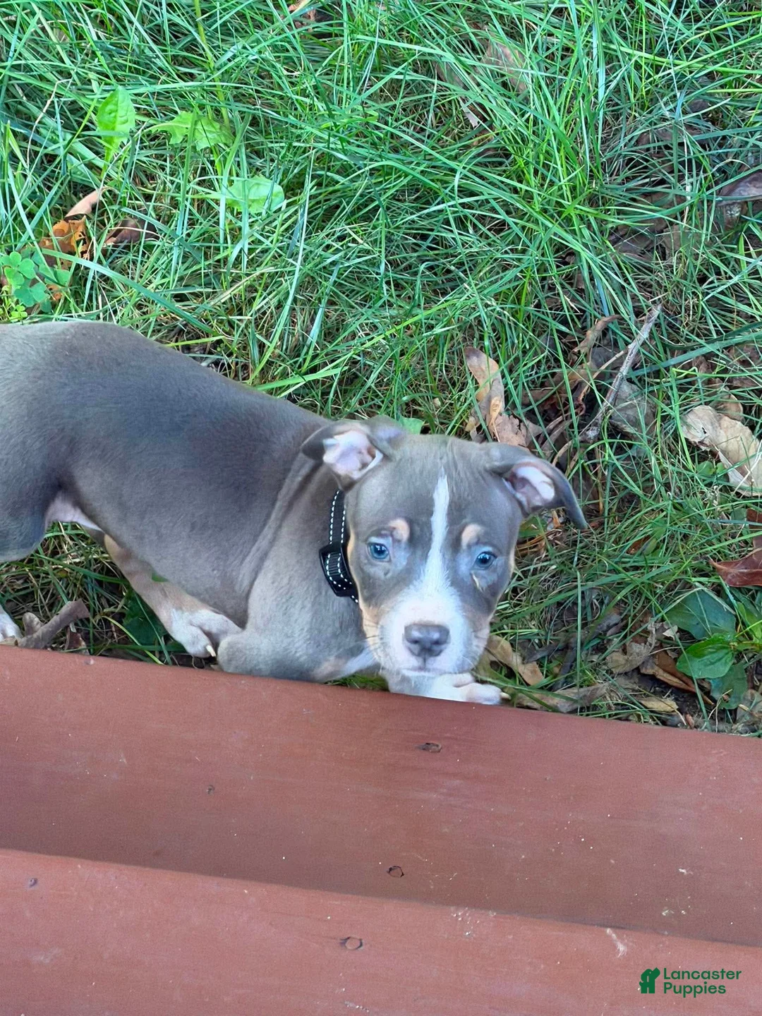 American Bully dogs for sale: Kash  - Ad 1