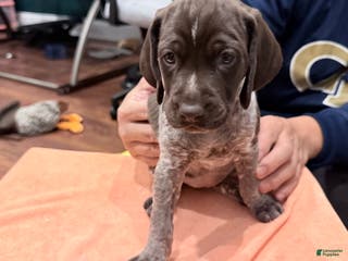 Mixed Breed dogs Mixed Breed Puppy 6 - Ad 39