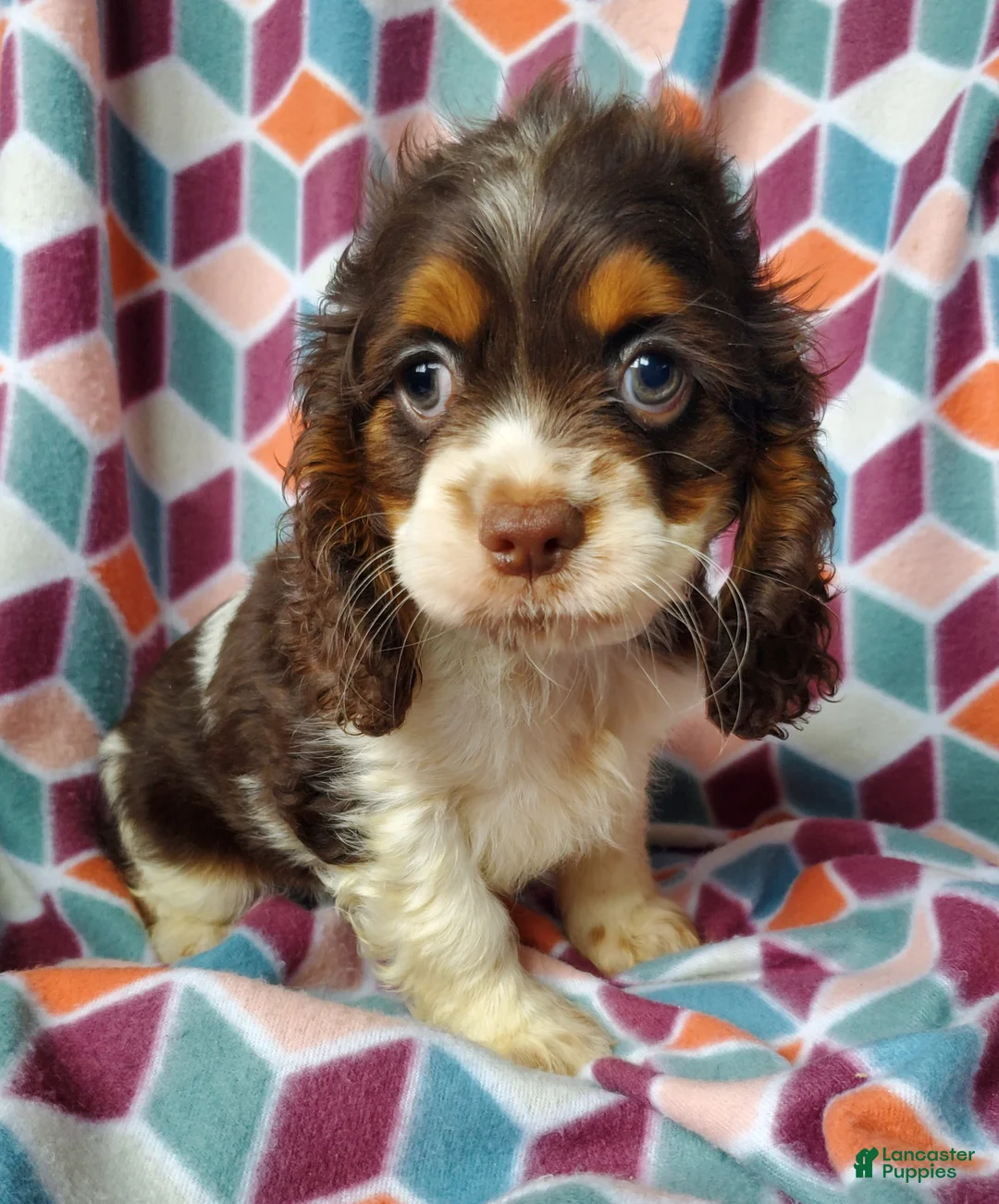 Cocker Spaniel dogs for sale: Annabell - Ad 2