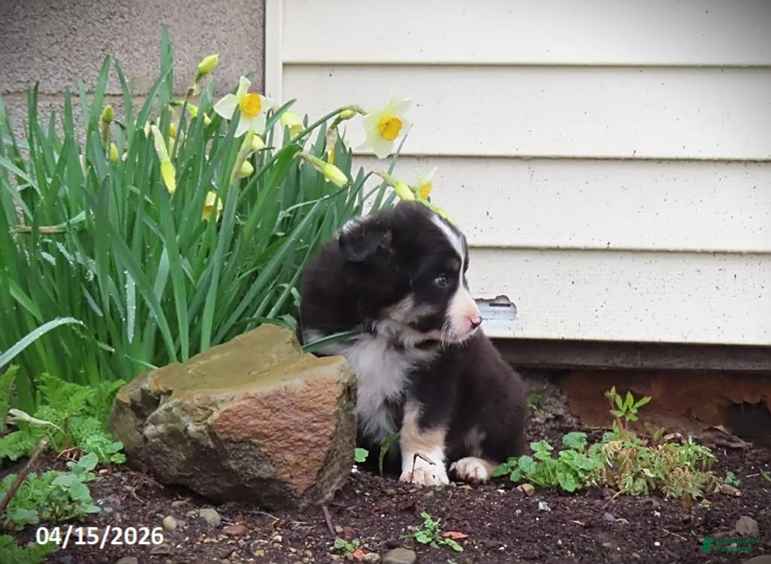 Mixed Breed dogs for sale: Anchor - Ad 2