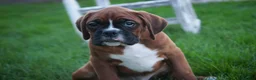 Boxer dogs for sale: Beck - Ad 4