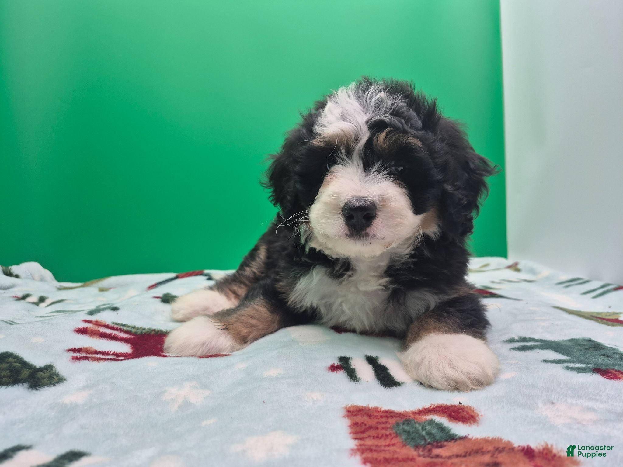 Bernedoodle dogs Bernedoodle 1 - Ad 1