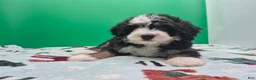 Bernedoodle dogs for sale: Bernedoodle 1 - Ad 1