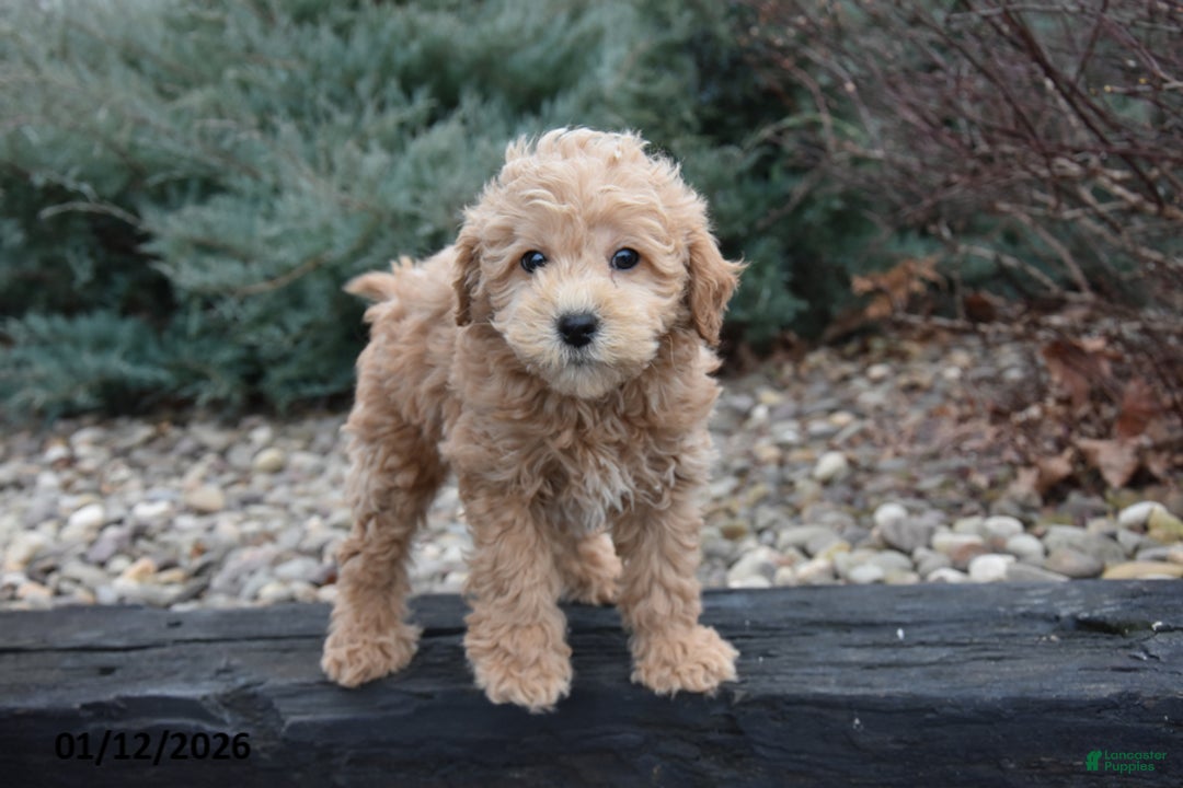 Mini Goldendoodle dogs for sale: Bandit - Ad 2