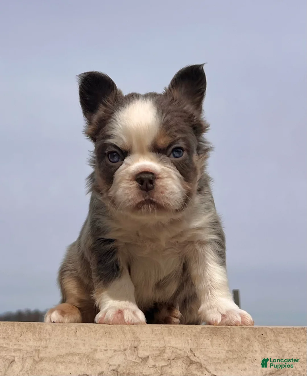 French Bulldog dogs for sale: Candi - Ad 3