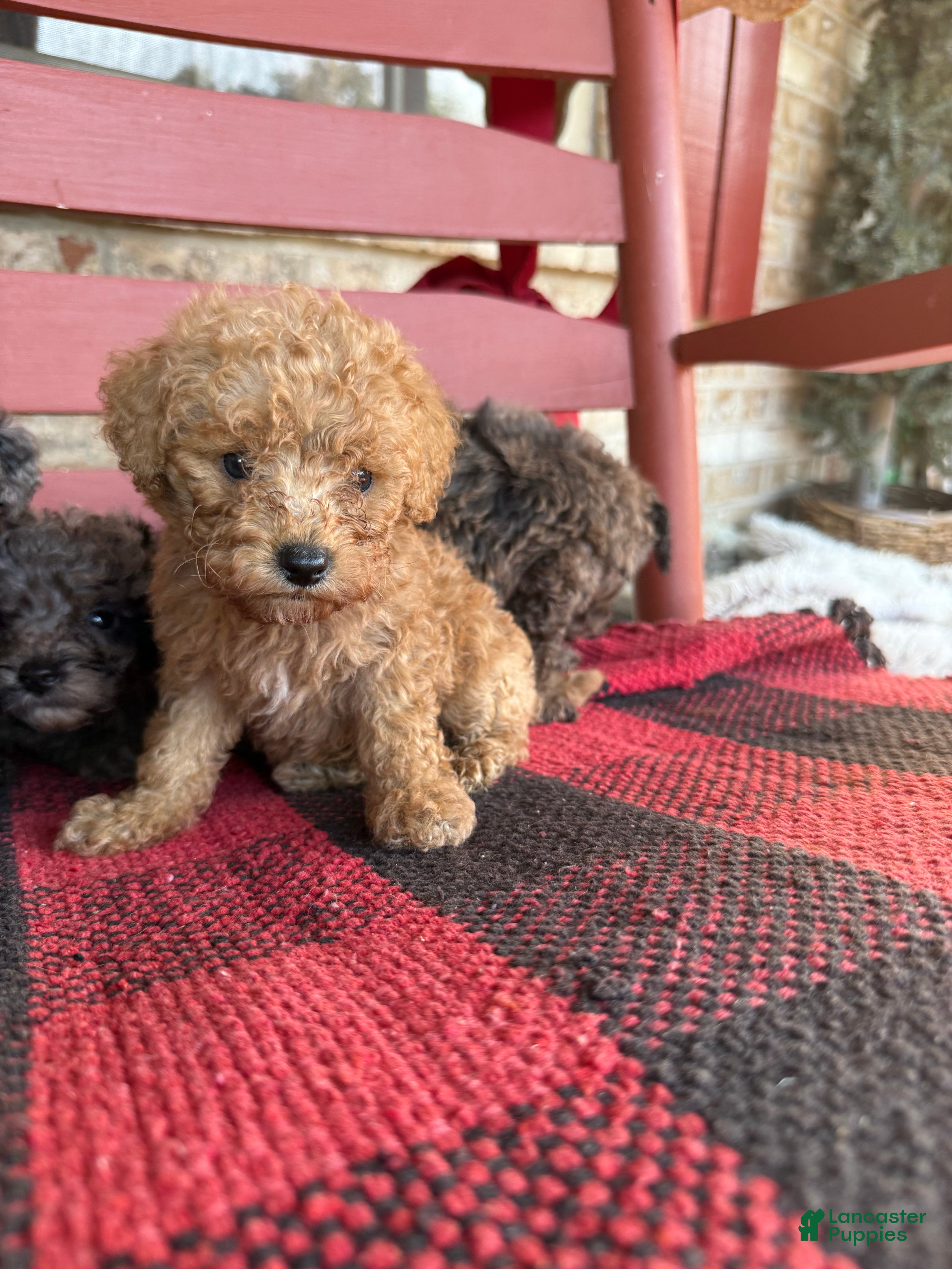 Teddy (Aussiedoodle Miniature, Male) in Scottsville, KY