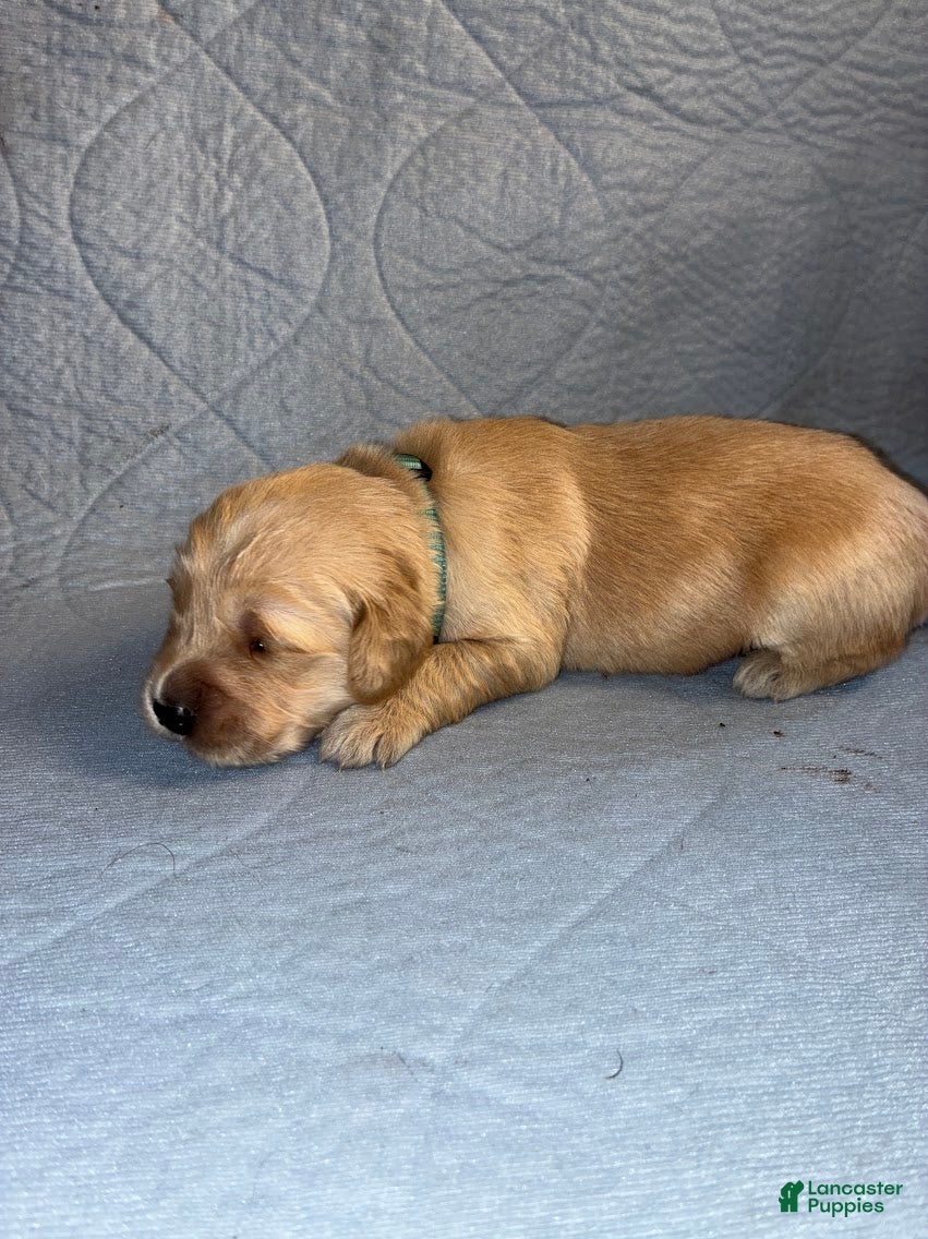 Golden Retriever dogs 8# Iceman - Ad 1