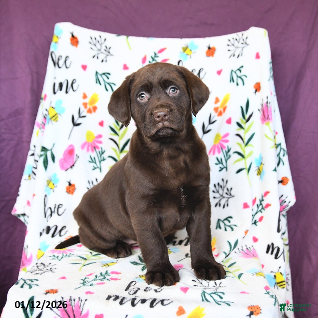Labrador Retriever dogs for sale: Peaches - Ad 3