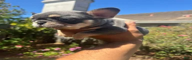 Coco