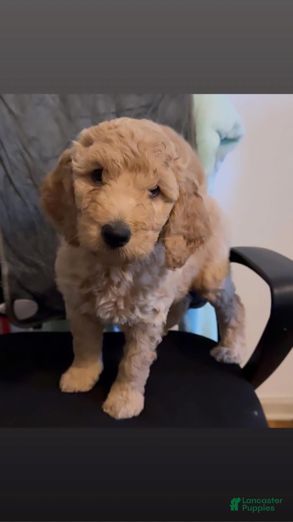 Goldendoodle dogs Luna - Ad 35