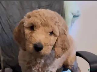 Goldendoodle dogs Luna - Ad 35