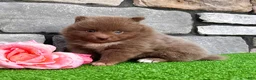Pomeranian dogs for sale: Teddy - Ad 5