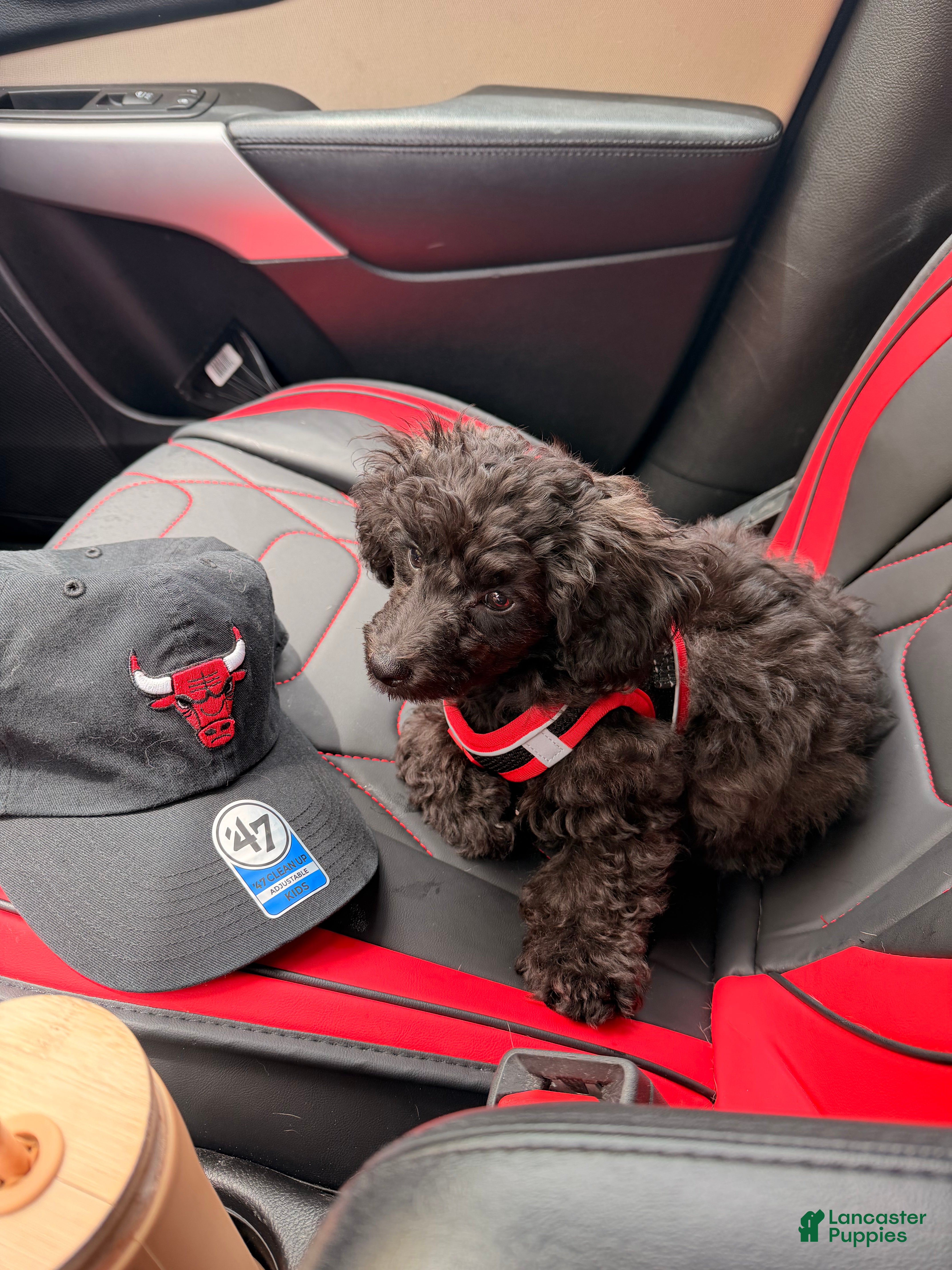 Toy Poodle dogs  1 - Ad 12