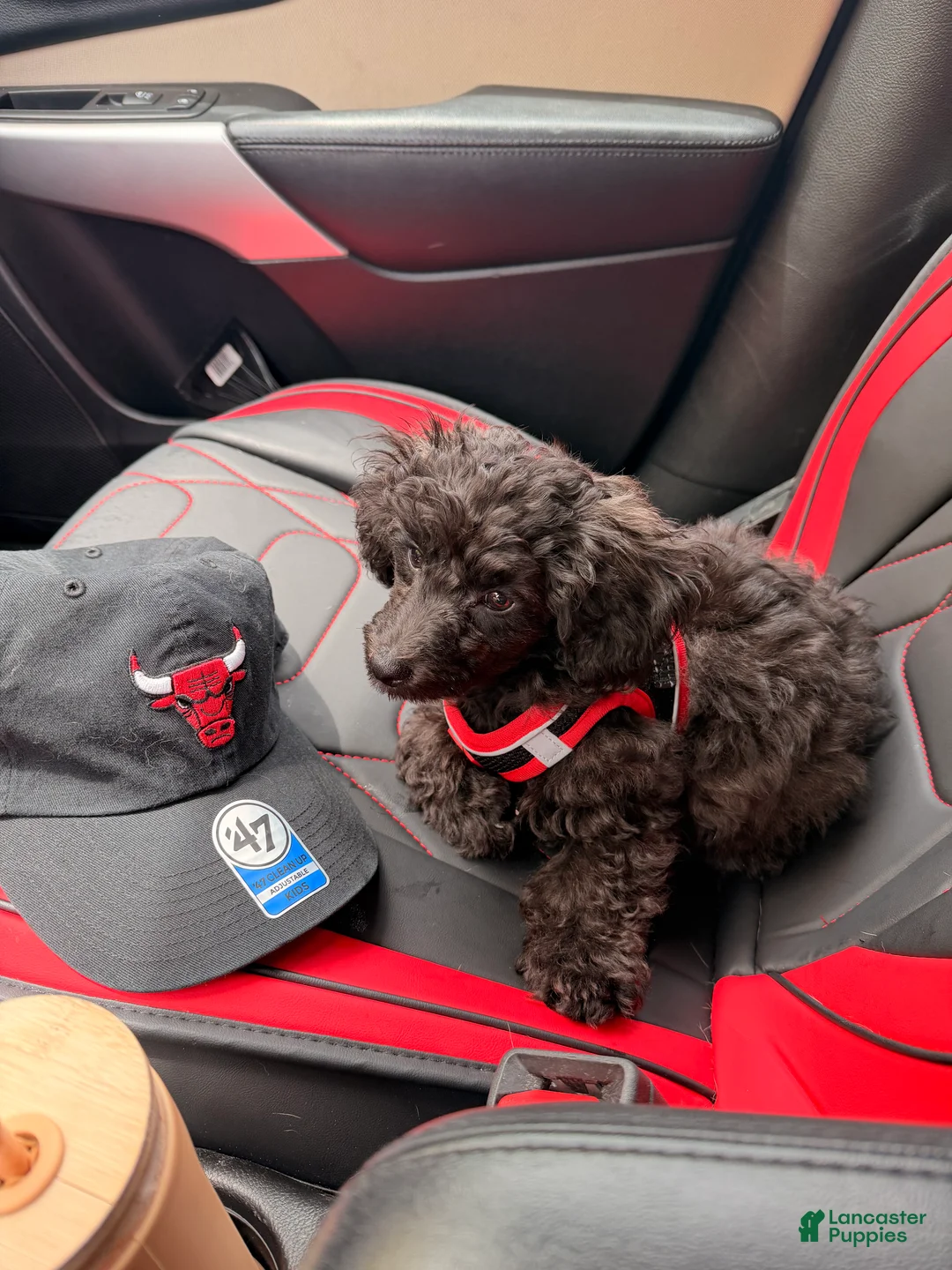 Toy Poodle dogs for sale:  1 - Ad 1