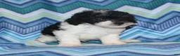 Miniature Poodle dogs for sale: Reserved Harlee’s Bk&W male - Ad 7