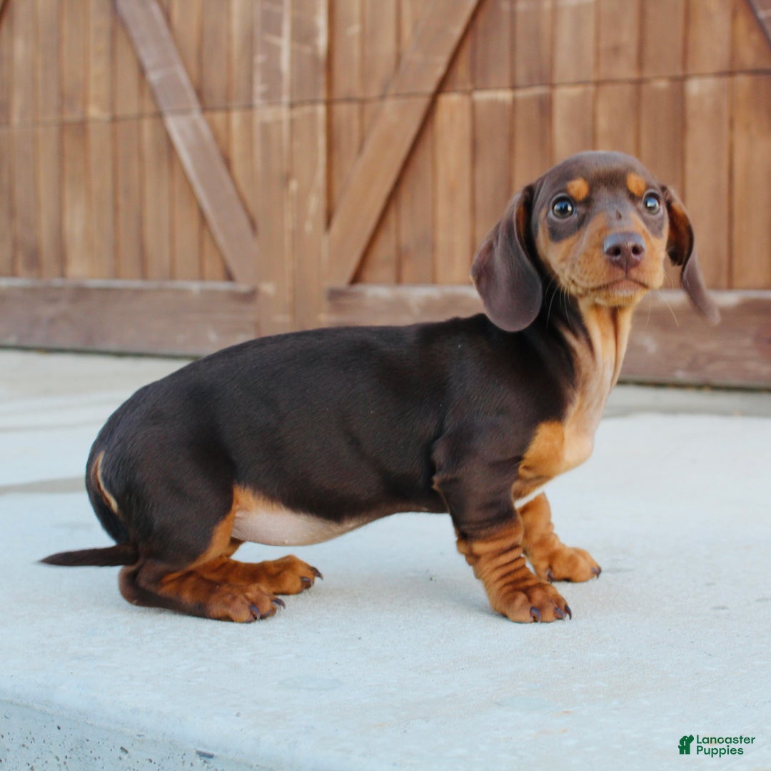 Miniature Dachshund dogs for sale: Bunny - Ad 1