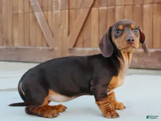 Miniature Dachshund dogs Bunny - Ad 2