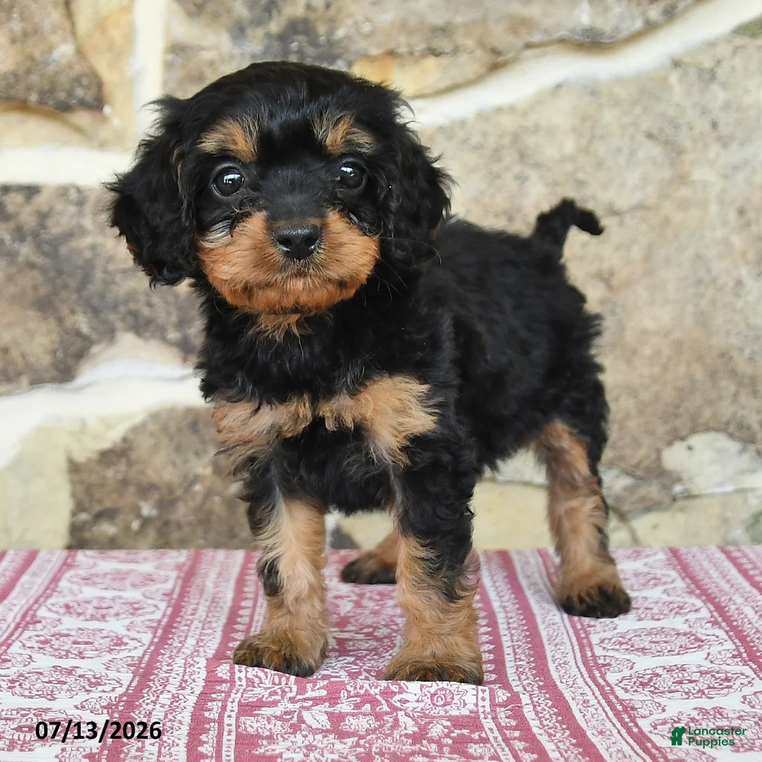 Cavapoo dogs for sale: Kayla - Ad 2