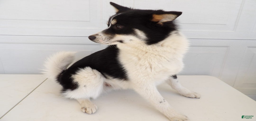 Gallery Image {{count}}