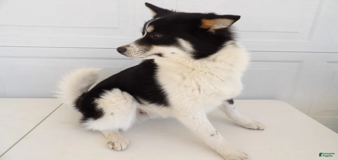 Gallery Image {{count}}