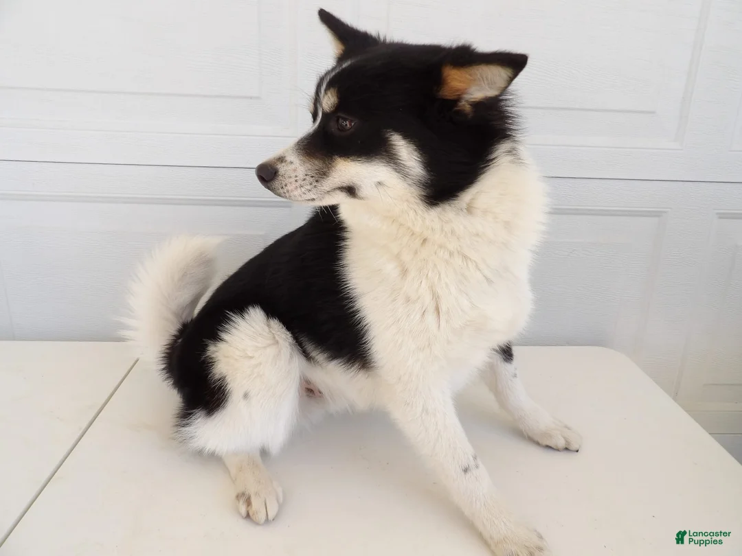 Gallery Image {{count}}