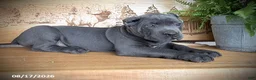 Cane Corso dogs for sale: Sargent - Ad 3