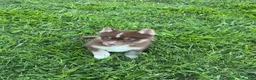 Pomsky dogs for sale: Pomsky 3 - Ad 5
