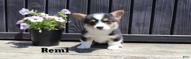 Remi