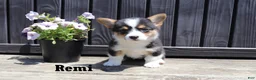 Welsh Corgi Pembroke dogs for sale: Remi - Ad 1