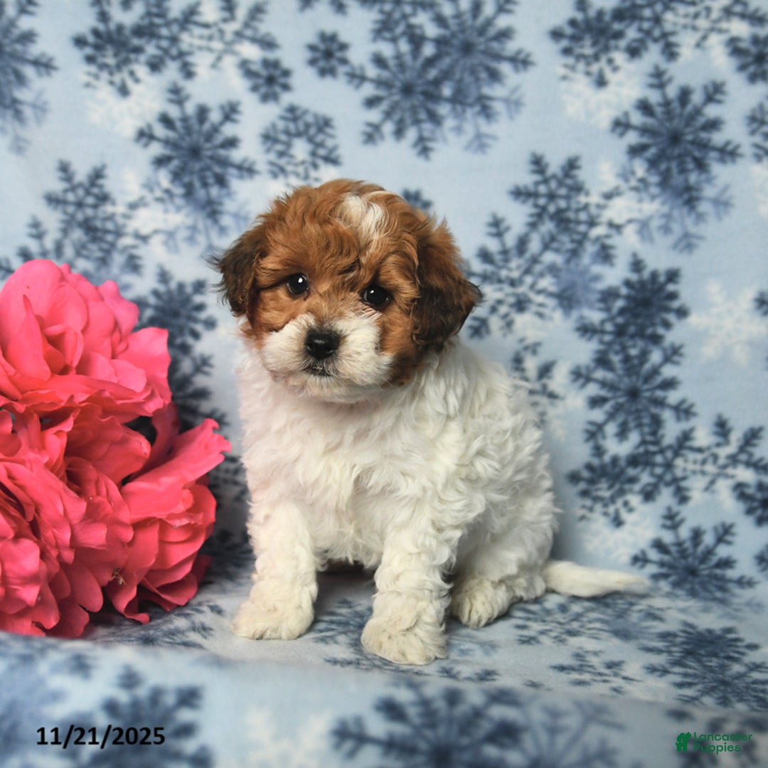 Havapoo dogs for sale: Frisky - Ad 2