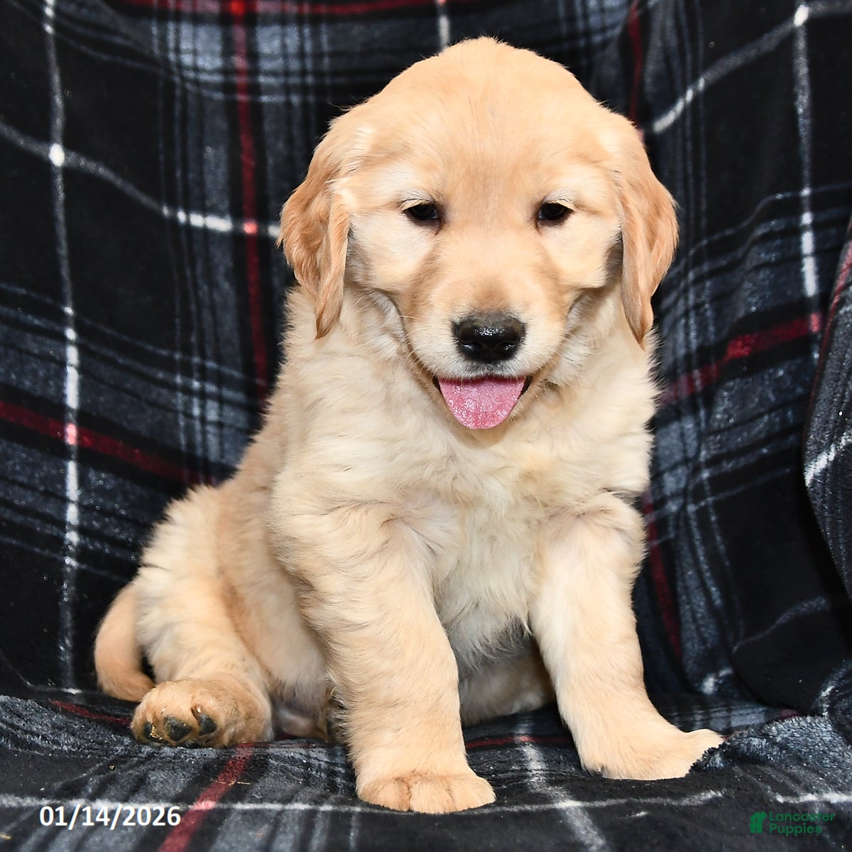 Golden Retriever dogs for sale: Tony  - Ad 2