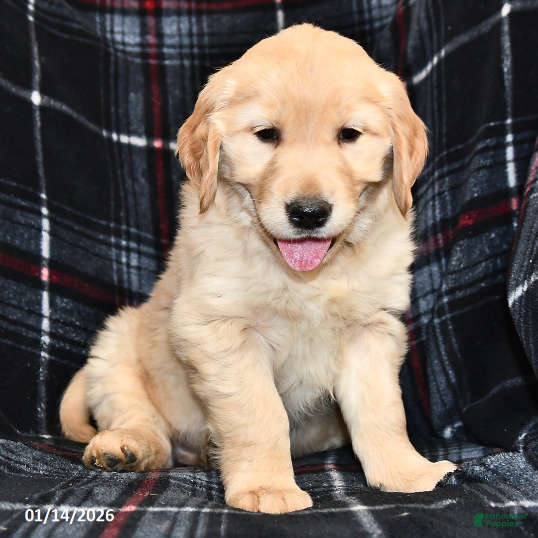 Golden Retriever dogs for sale: Tony  - Ad 1
