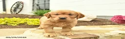 Golden Retriever dogs for sale: Coral  - Ad 3