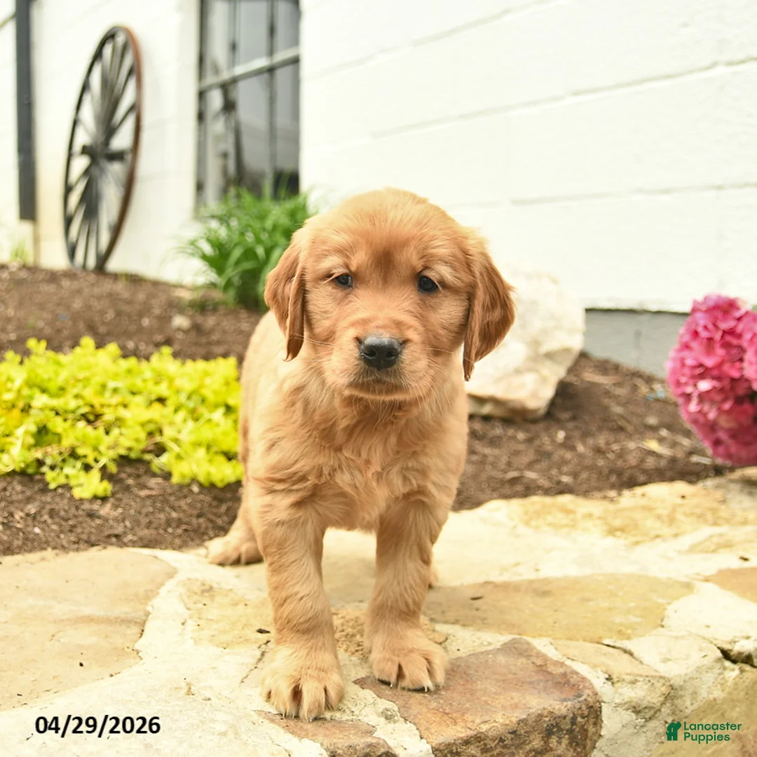 Golden Retriever dogs for sale: Coral  - Ad 3