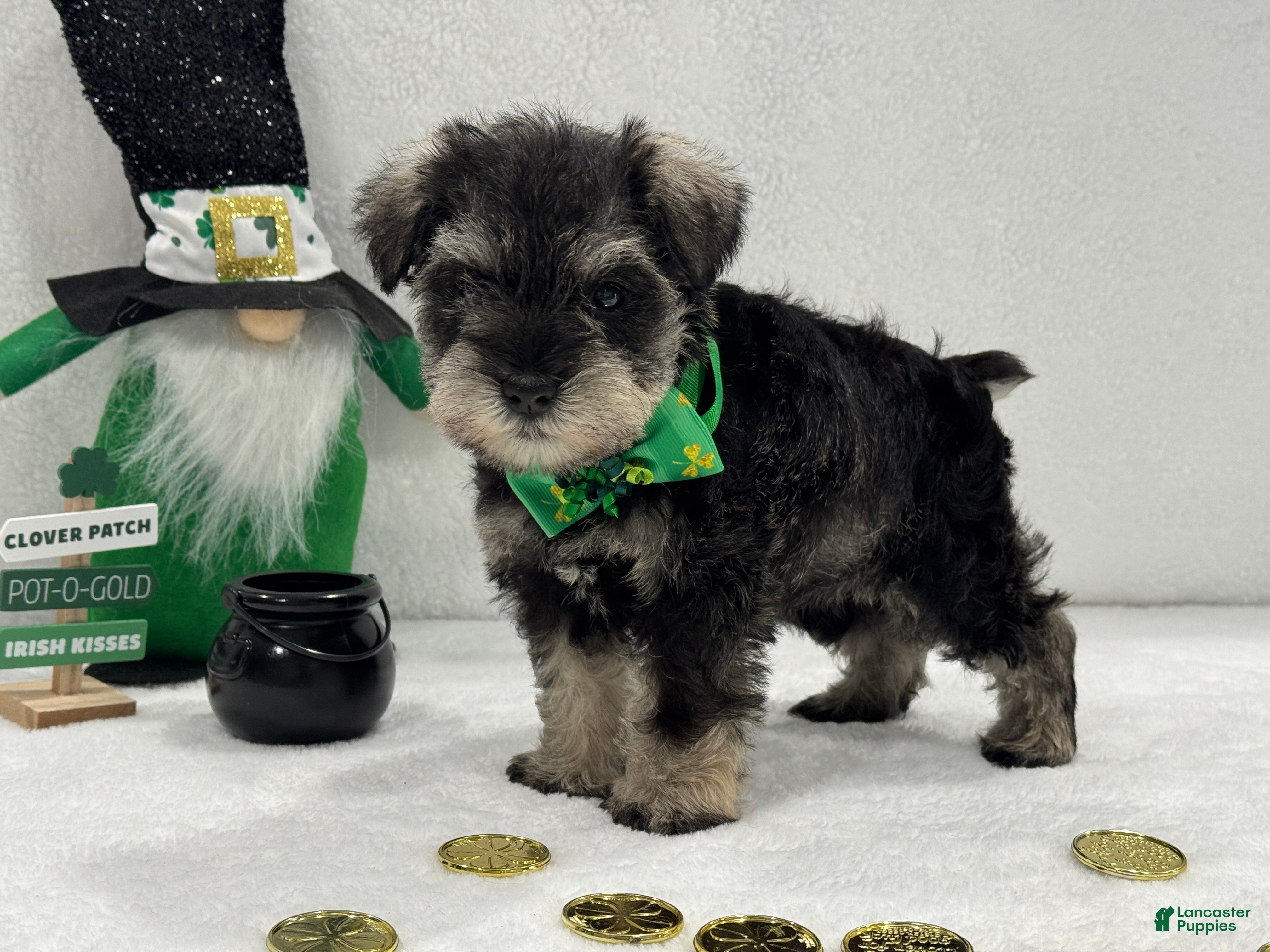 Miniature Schnauzer dogs Gypsy Male 1 - Ad 11