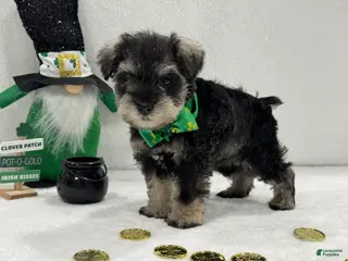 Miniature Schnauzer dogs Gypsy Male 1 - Ad 11