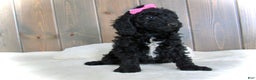 Mini Goldendoodle dogs for sale: Bella - Ad 7