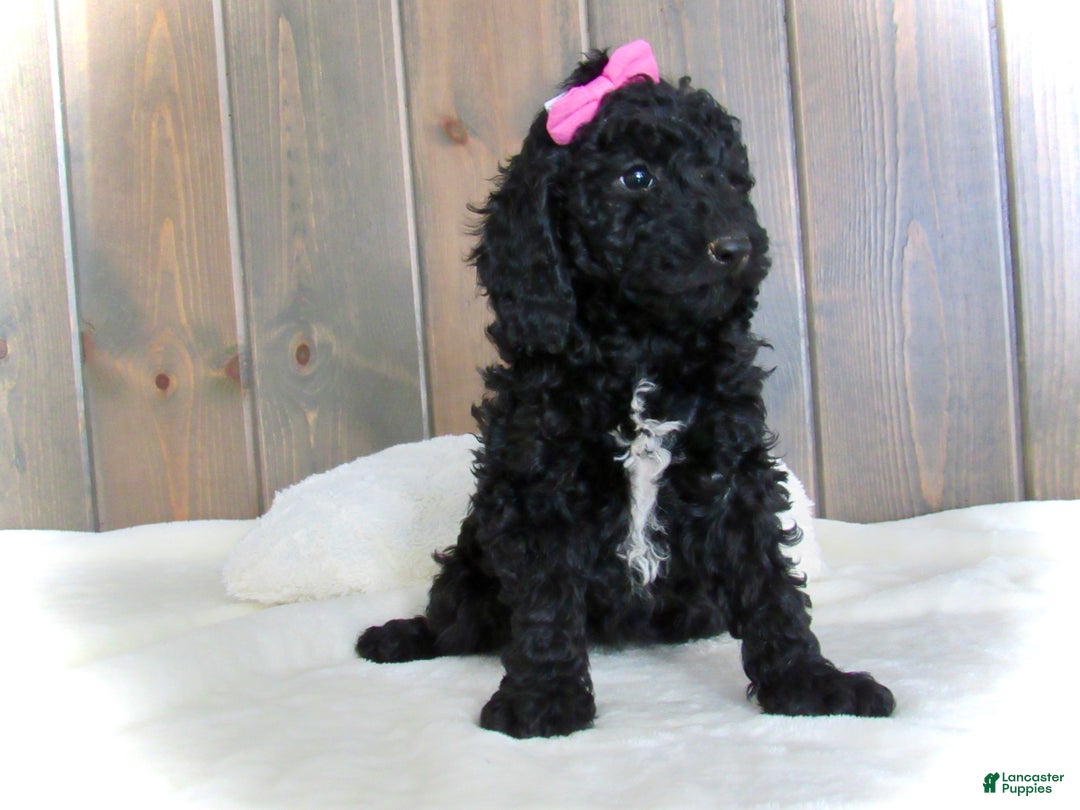 Mini Goldendoodle dogs for sale: Bella - Ad 7
