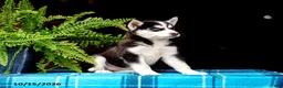Pomsky dogs for sale: Twila - Ad 3